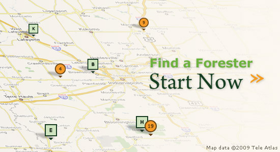 Find a Forester - Start Now